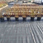 Čučoriedka kanadská (Vaccinium corymbosum) - čučoriedkové KVARTETO 4v1, výška 80-130 cm, kont.C20L 